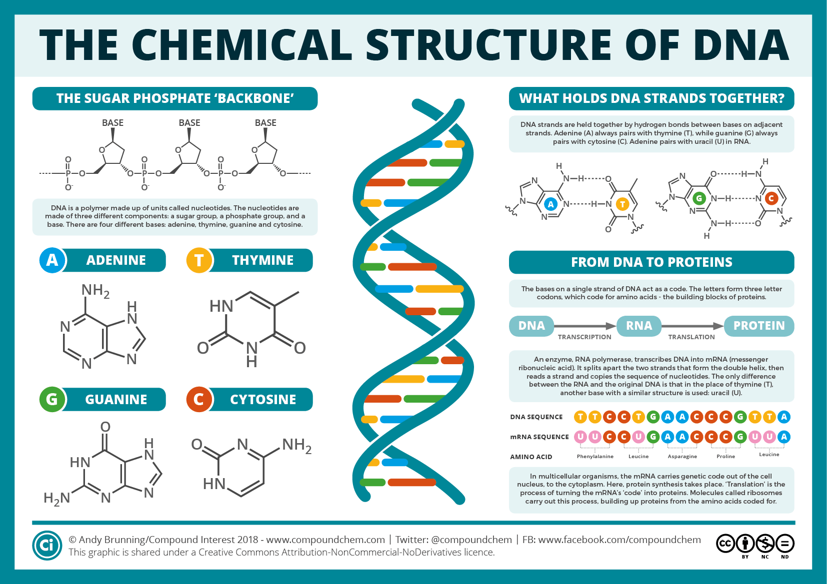 The Chemical Structure of DNA Andy Brunning/Compound Interest 2018 (License: CC-BY-NC-ND 4.0)